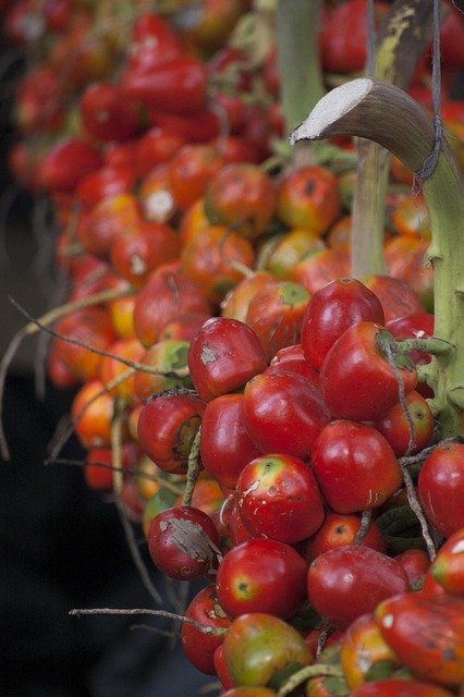 Pejibaye, Fruta Roja, Tropical, Fruta