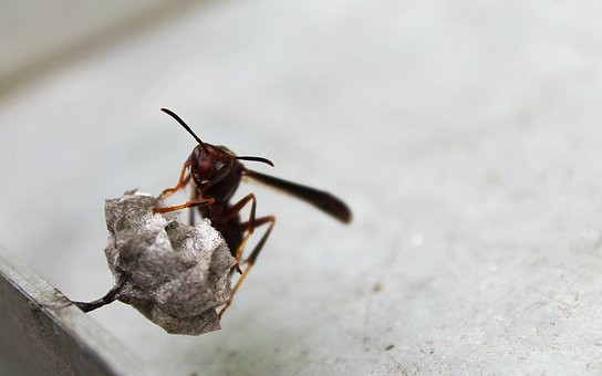 Viespe, Cuib, Insectă, Periculos, Antenă