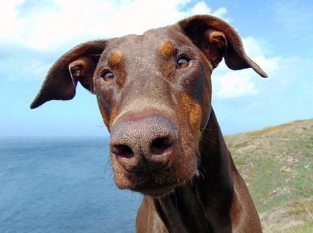 Doberman, Cachorro, Dobermann, Animal
