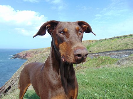 Doberman, Bicho De Estimação, Cachorro