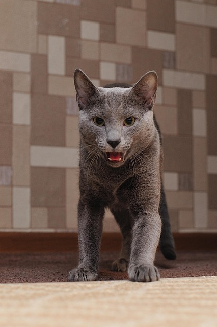 Katze, Tier, Haustier, Natur, Pelz