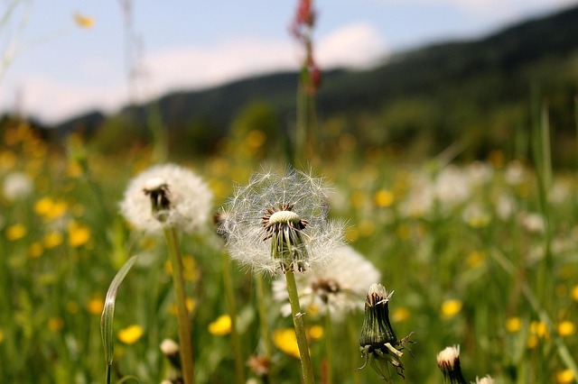 Free Flower Meadow photo and picture