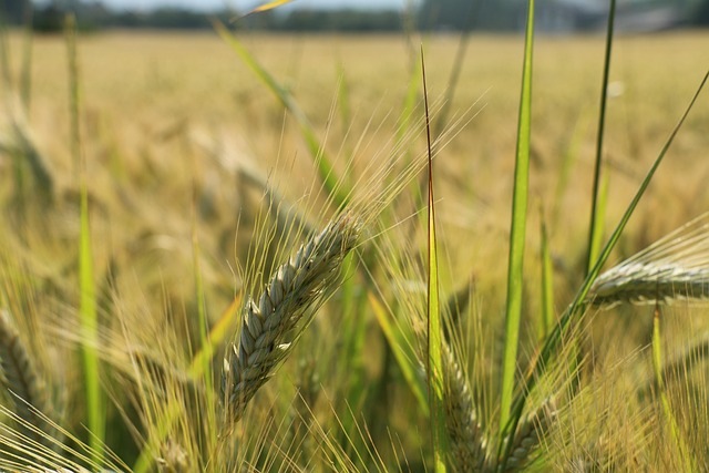 Free Cornfield Grain photo and picture