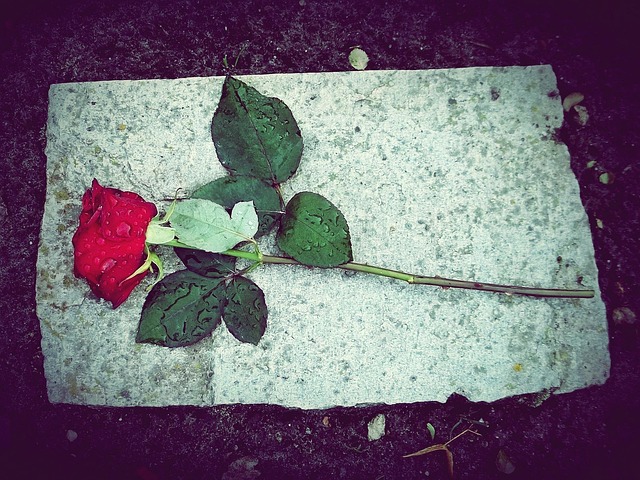 Sad Girl With Red Rose Wallpaper