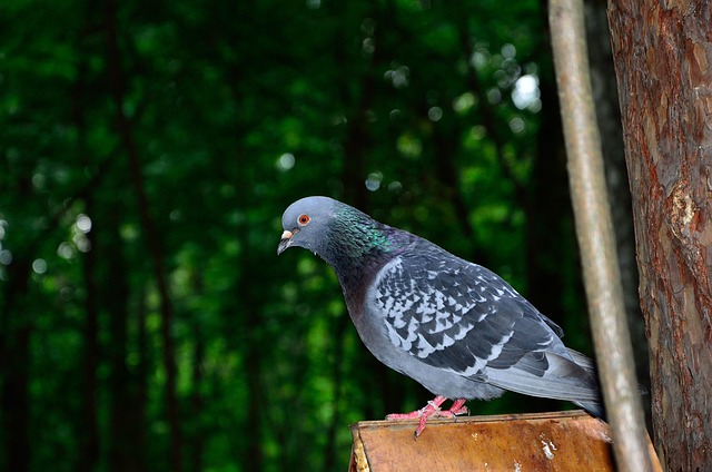 Free Dove Gray Bird photo and picture