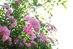 flowers, plant, sunshine