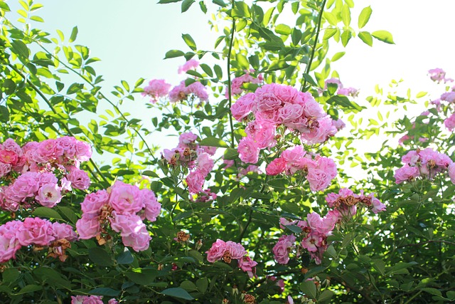 Free Flowers Plant photo and picture
