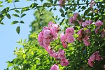 flowers, plant, sunshine