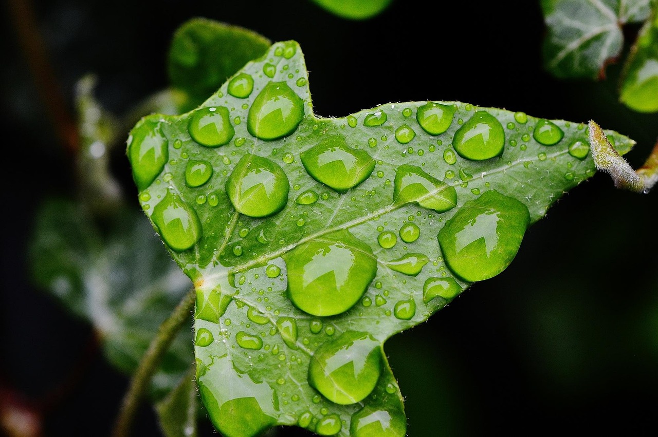 100+ kostenlose Efeublatt und Efeu-Bilder - Pixabay