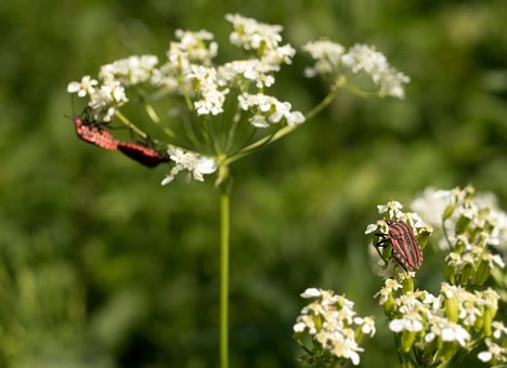 Free Bug Pairing photo and picture
