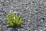 dandelion, gravel road, nature