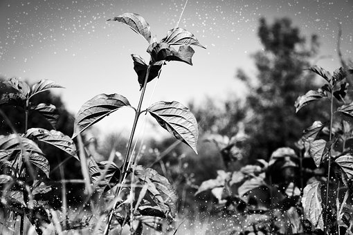 Free Leaves Nature photo and picture