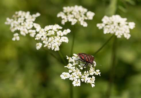 Free Bug Strip Bug photo and picture