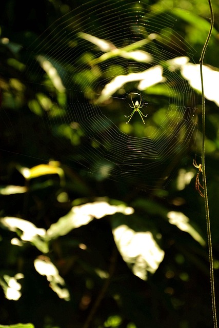 Web, Spin, Insect, Weergaven, Fotografie