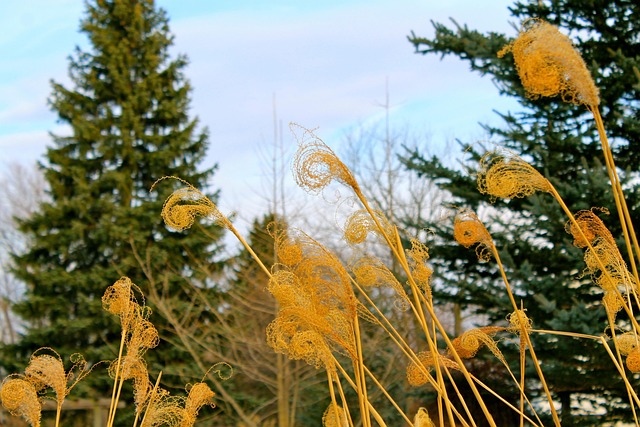 Free Nature Tree photo and picture