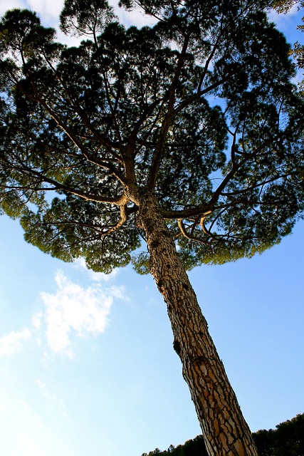 Free Tree Perspective photo and picture