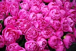 peonies, rome, market