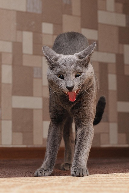 Katze, Tier, Natur, Haustier, Tiere