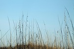 sea oats, seaoats, sea