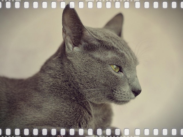 Katze, Tier, Haustier, Katze Person