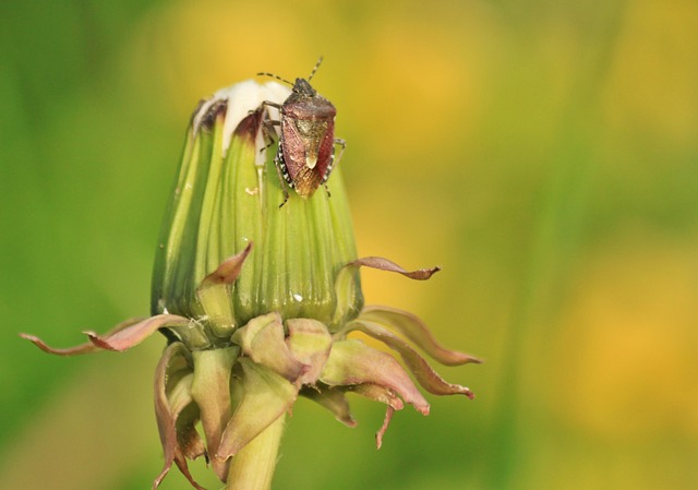 Free Bug Turtle Bug photo and picture
