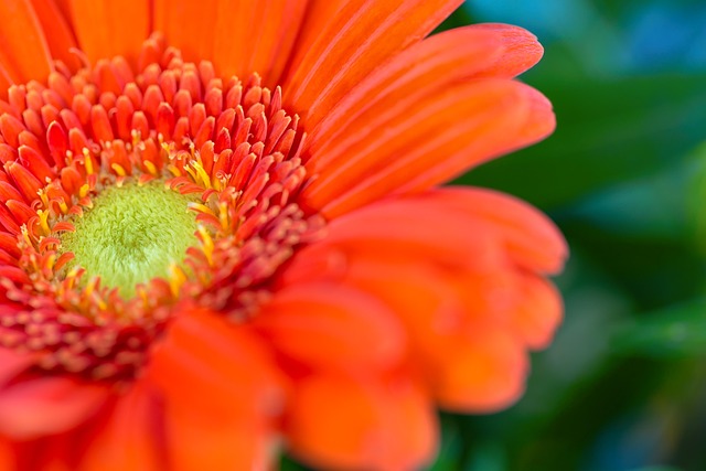 Flor, Naranja, Hermosas Flores