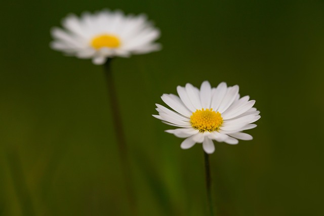 Flor, Primavera, Naturaleza, Planta