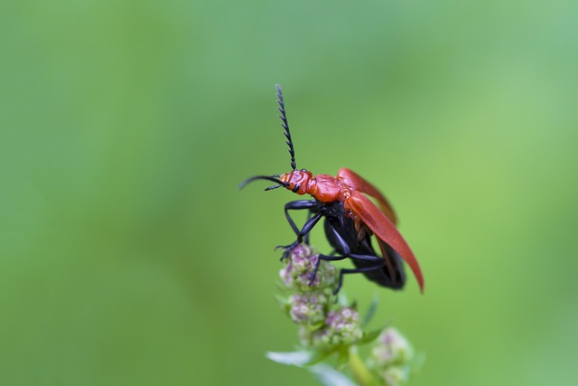 Insecto, Verde, Rojo, Macro, Cerrar