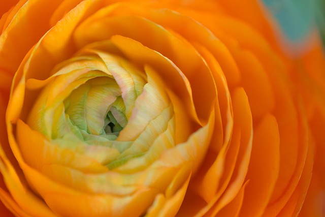Rosa, Fondo De La Flor, Flor, Naturaleza