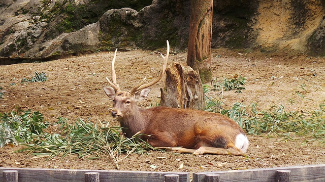 Free Deer Zoo photo and picture