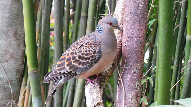 Free Zoo Wildlife photo and picture