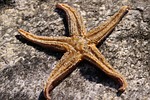 starfish, star, dried