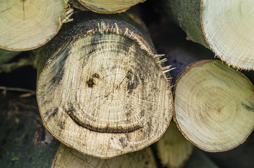 Free Wood Log photo and picture