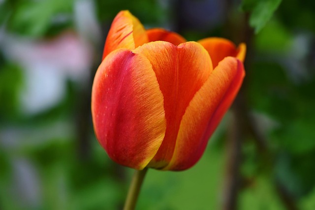 kamera videoeffekter tulipan kamera videoeffekter tulipan