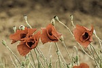 corn poppy, papaver somniferum, field poppy