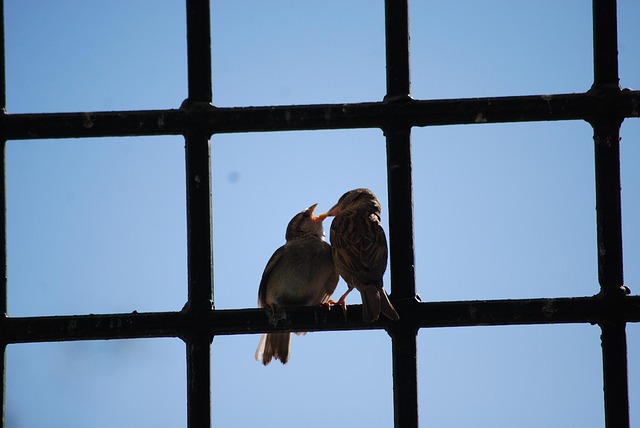 Free Birds Beak photo and picture