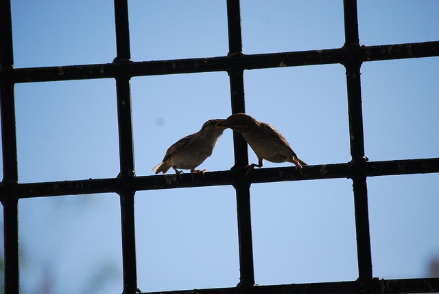 Free Birds Eat photo and picture