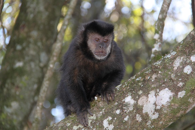 Free Monkey Observe photo and picture