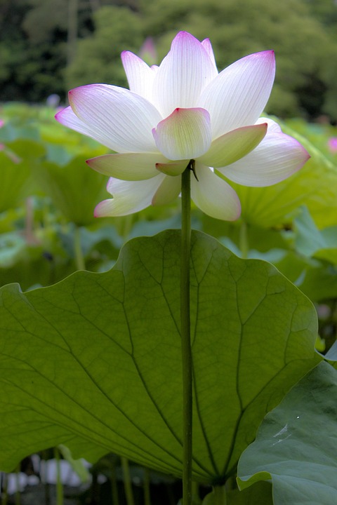 Chinese Style Lotus Flower - Free photo on Pixabay - Pixabay