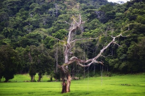 Costa Rica, America, Árbol
