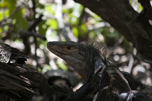 Iguana, Bosque, Anfibio, America, Caribe
