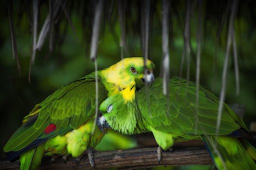 Loro, Pájaro, Naturaleza, Tropical