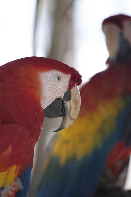 Rojo, Pájaro, Loro, Linda, Azul, Salvaje