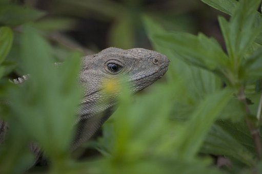 Iguana, Reptil, Lagarto, Depredador