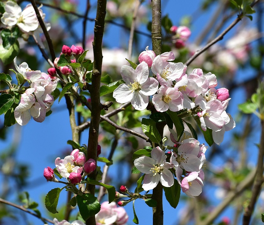 树开花 天堂 春天 - Pixabay上的免费照片 - Pixabay