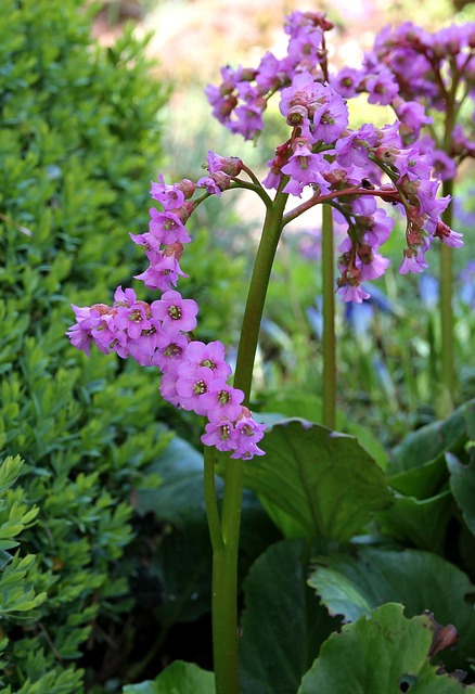 Blumen, Blumentapete, Schöne Blumen