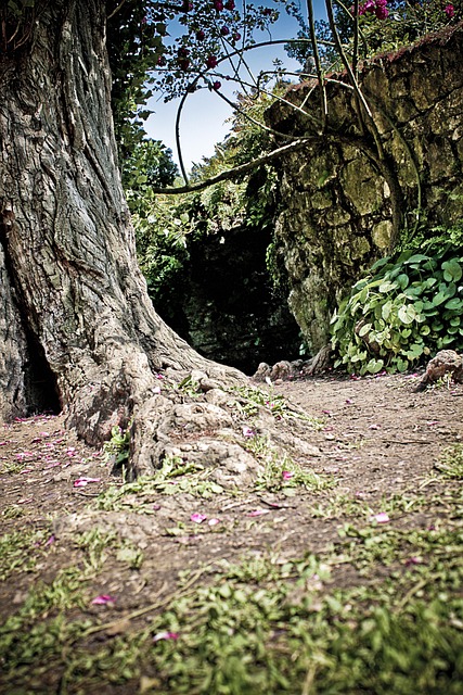 Free Tree Nature photo and picture