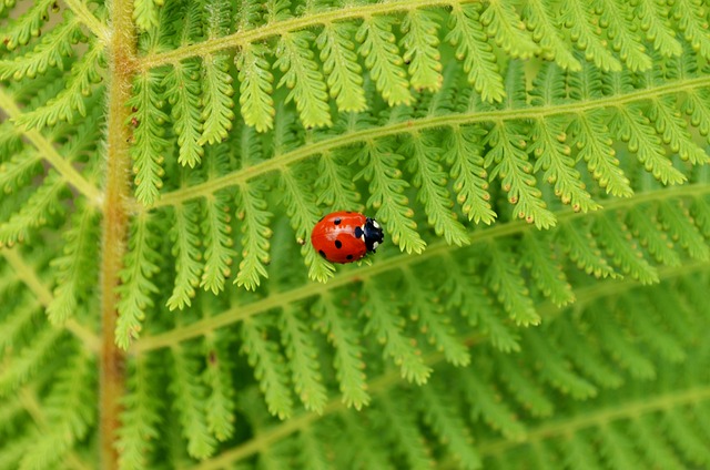 Free Insect Ladybug photo and picture