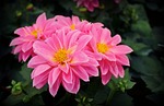 flowers, pink flowers, nature