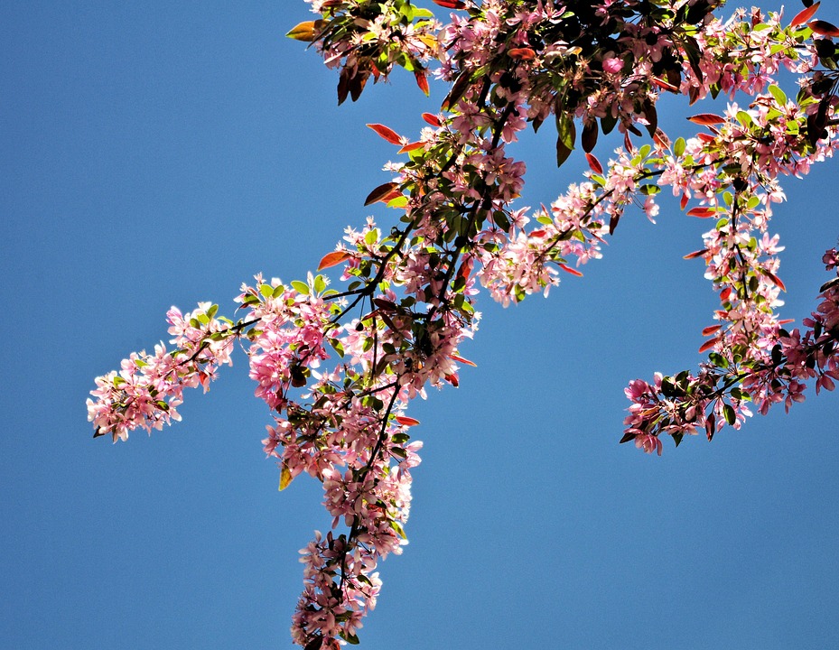 春天树开花 粉色的 自然 - Pixabay上的免费照片 - Pixabay